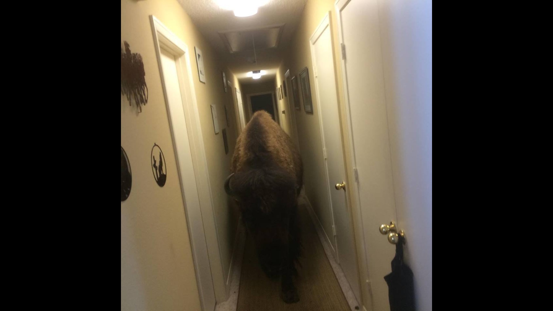 Housebroken bison sold on Craigslist, finds new home