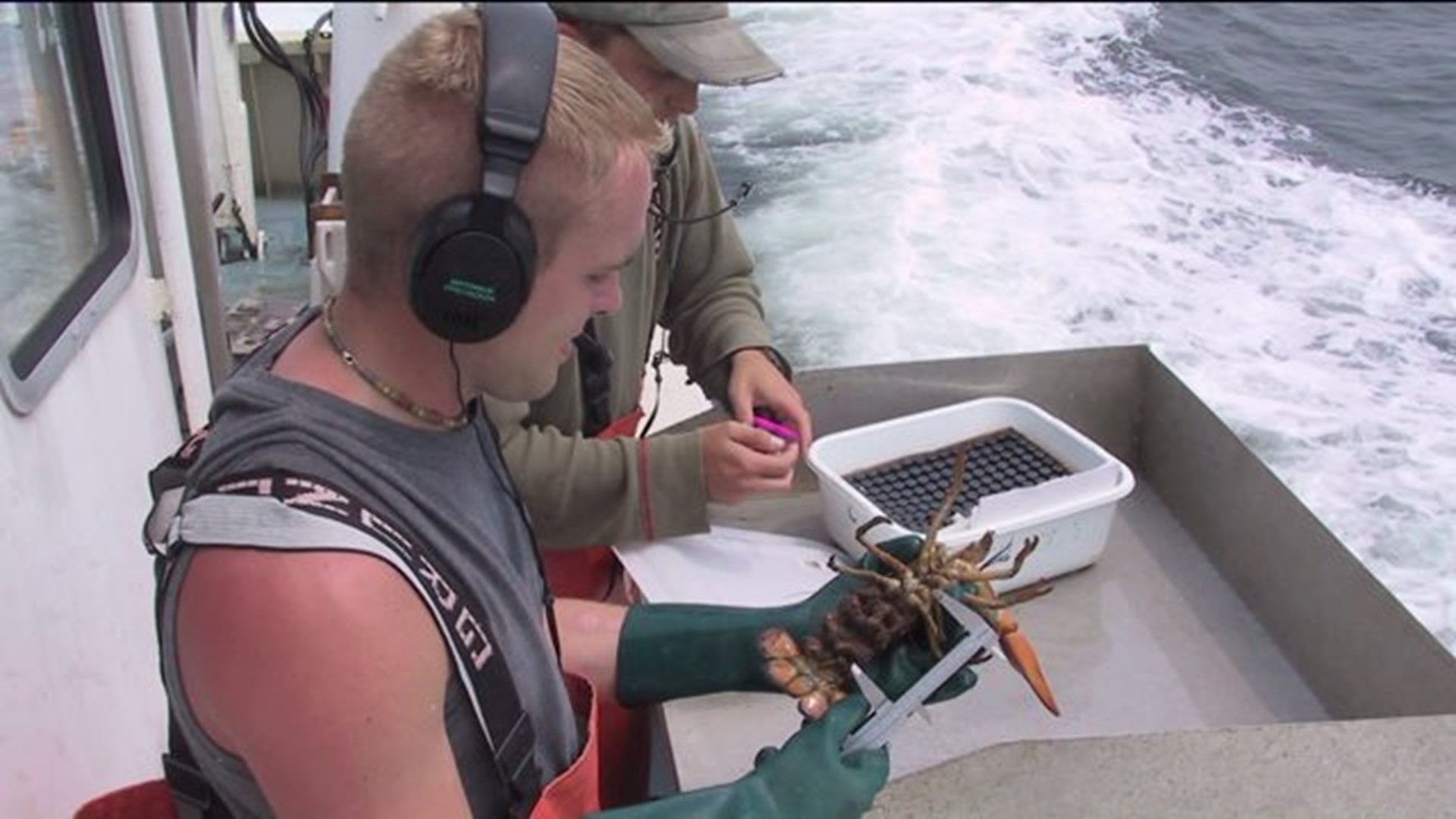 Connecticut lobstermen hurting as population swims north to colder waters