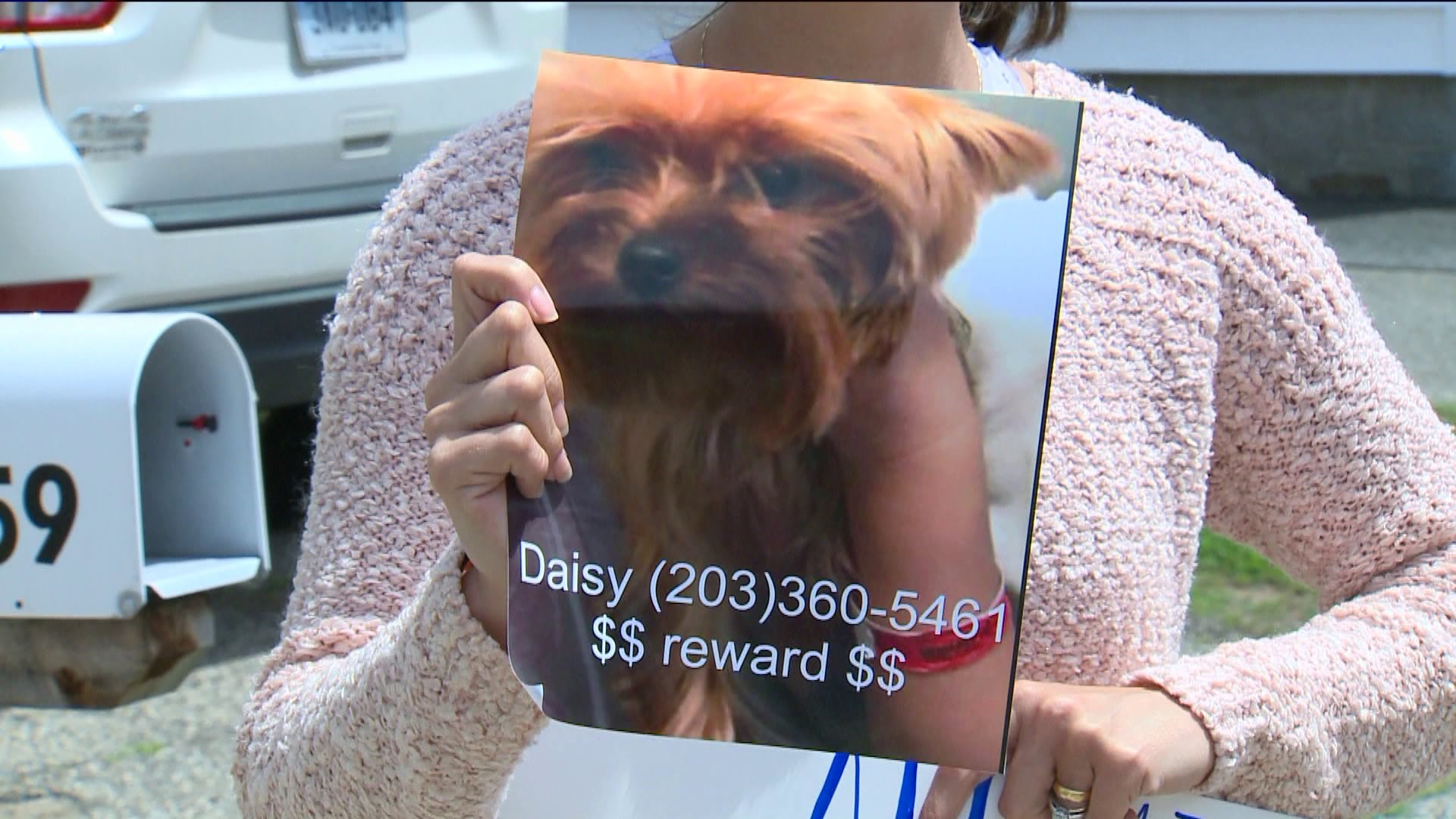 Bridgeport police: 10 pedigree dogs stolen in 2 weeks