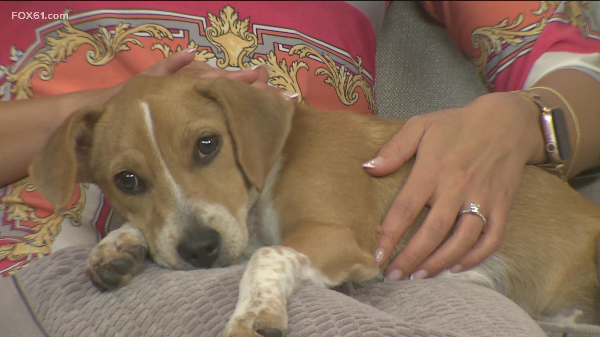 Rory is a 4-month-old hound mix. He is a sweet, playful puppy up for adoption at the Connecticut Humane Society.