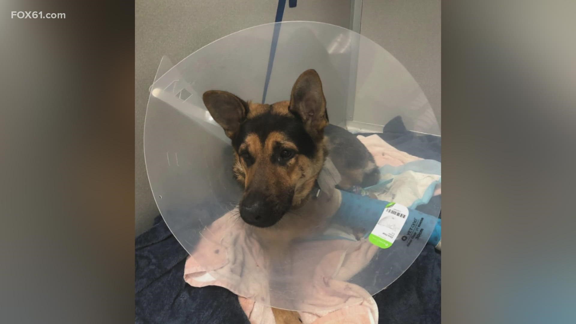 The two year old German Shepard, named "Thunda," continues to recover at an animal hospital in Shelton, after having his front left leg amputated