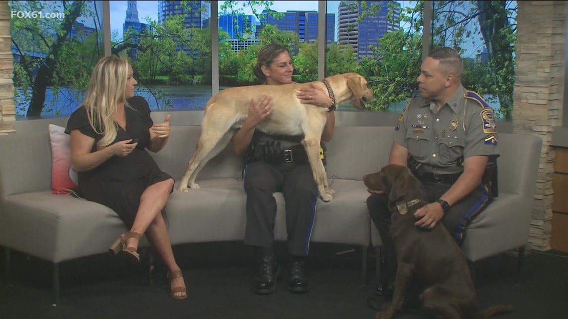 救援犬成为康涅狄格州警察的安慰k9