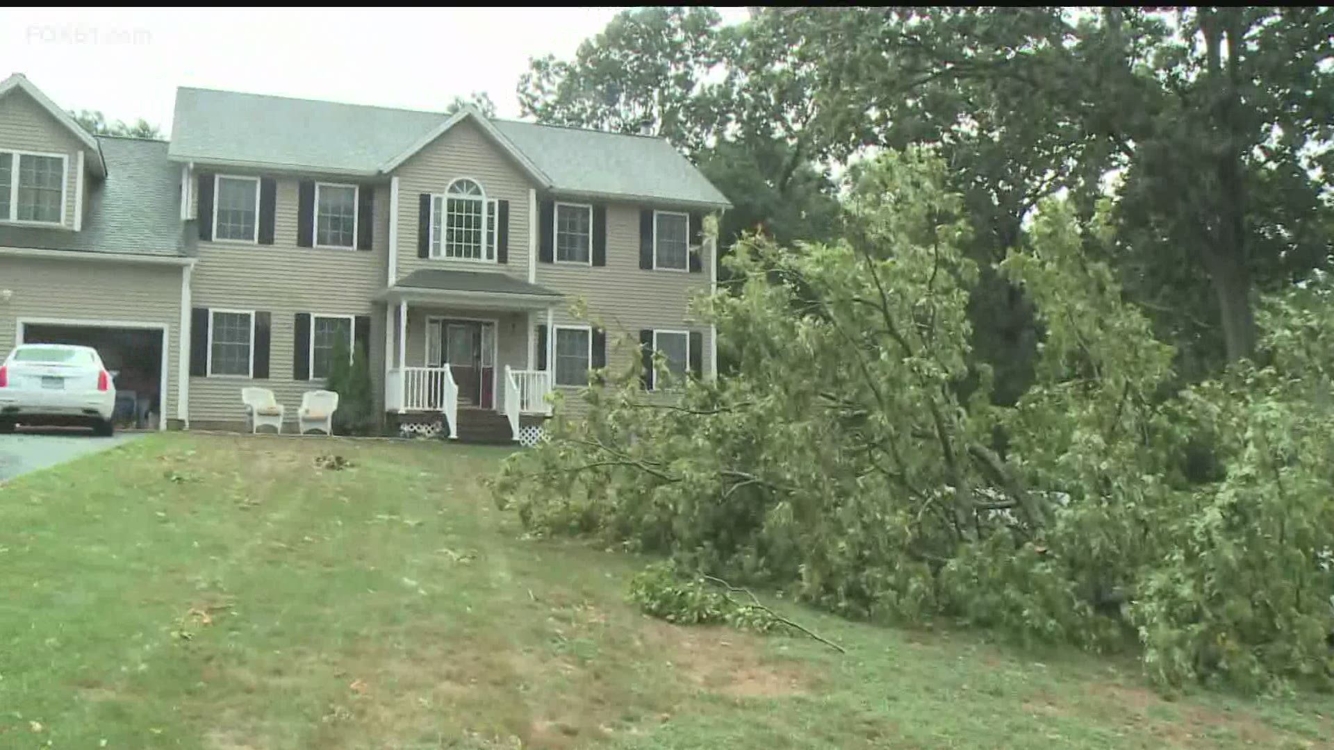 A massive tree was uprooted in Naugatuck Thursday after a storm ripped through the area.