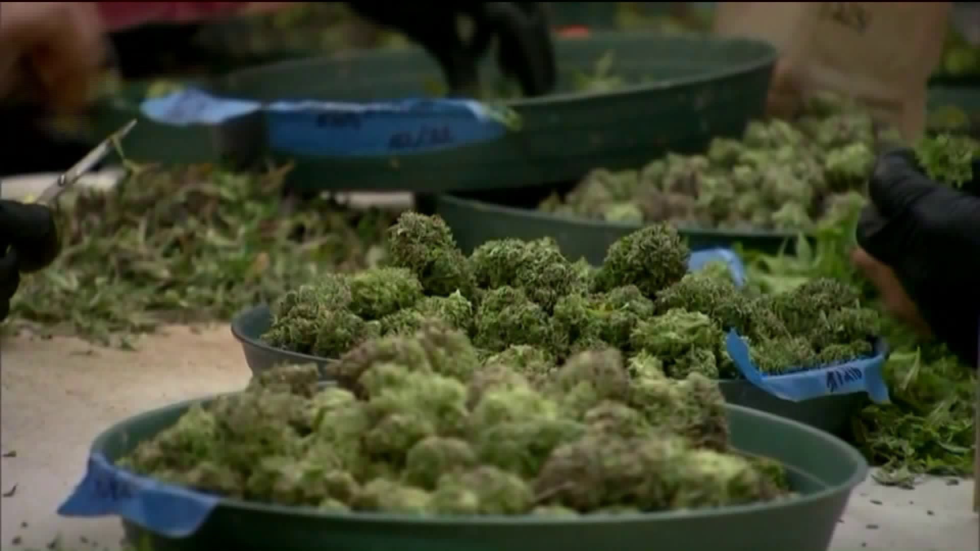 Should Connecticut legalize recreational cannabis?