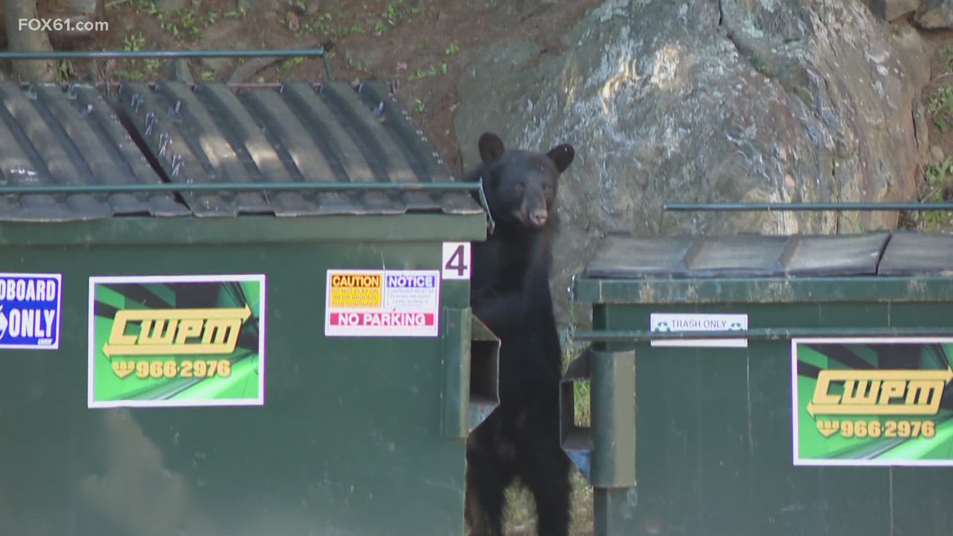 Canton police are investigating the killing of a 450-pound, adult male black bear and claims by the shooter that it was done in self-defense.