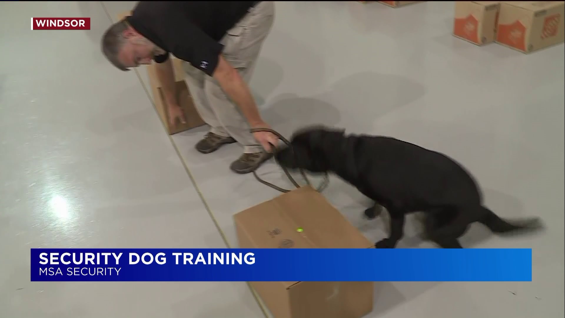 Training security dogs in Windsor