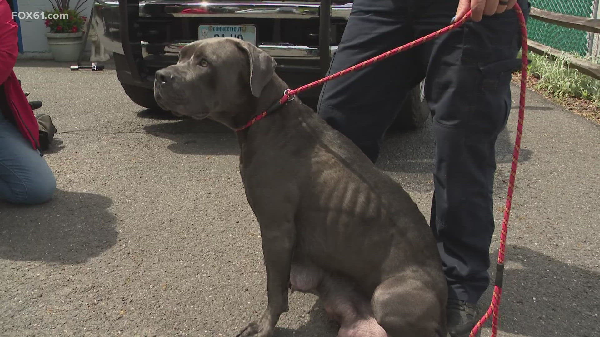 Waterbury man charged with animal cruelty after allegedly dumping a pit ...