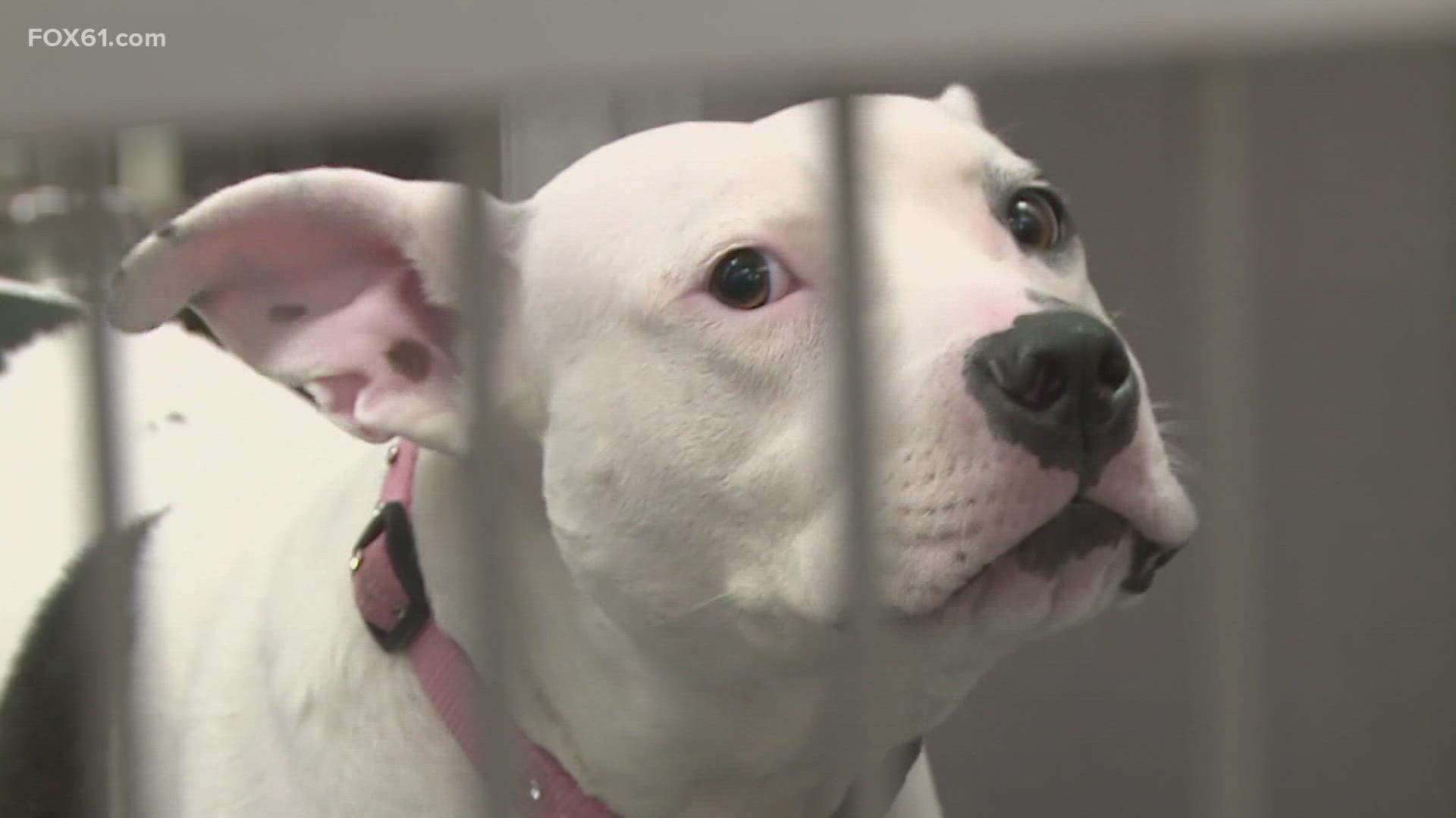 The Connecticut Humane Society will be stepping up to help dogs in Florida find new homes in Connecticut after Hurricane Ian.