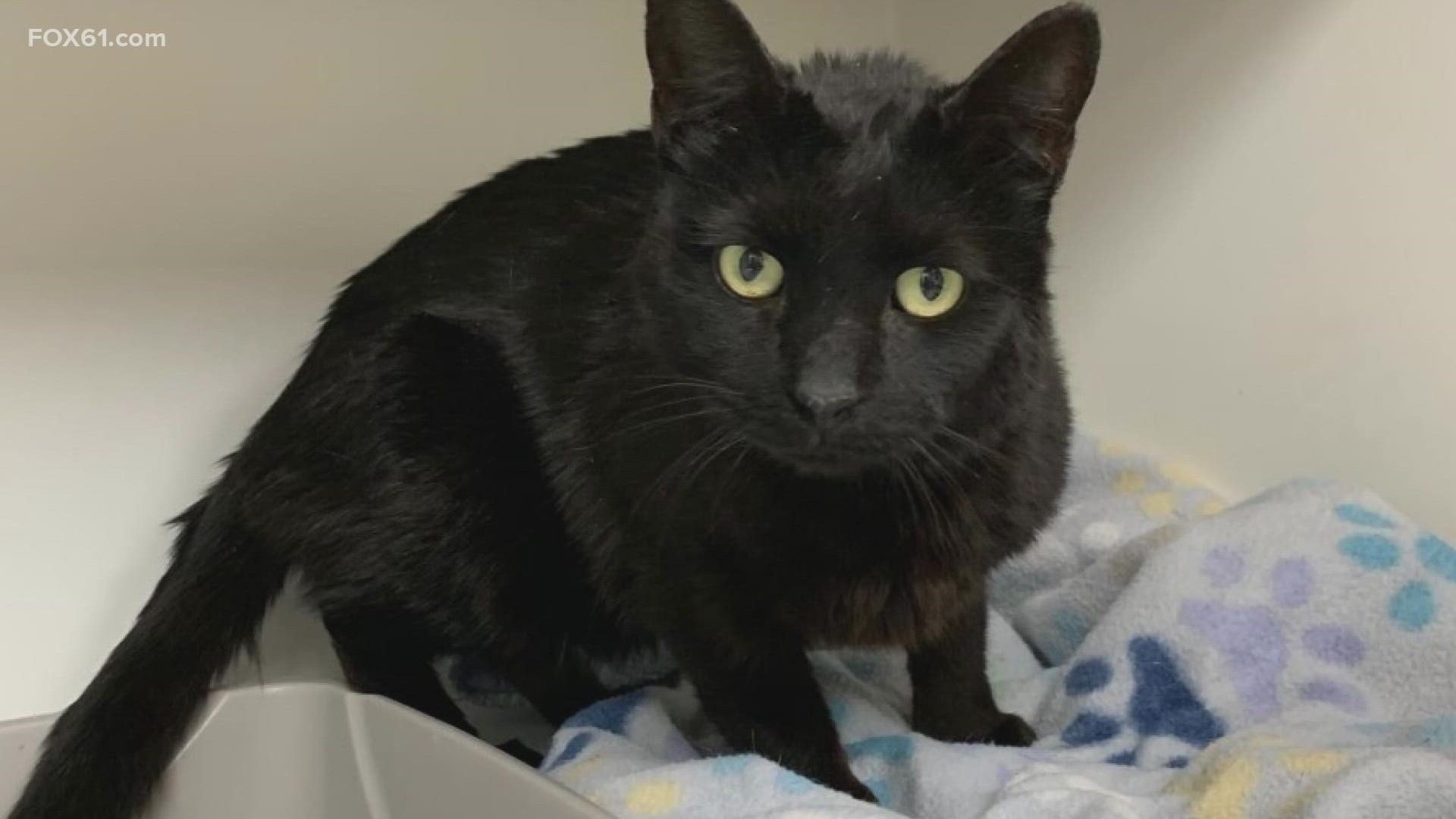 Minka was spotted multiple times by drivers on I-91 northbound and southbound. It was last week when Madore spotted Minka twice and decided to get her.