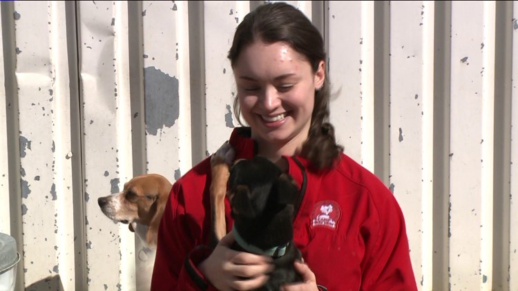 Workinct Ctconfident Dogs Are Big Business At Camp Bow Wow In South Windsor Fox61 