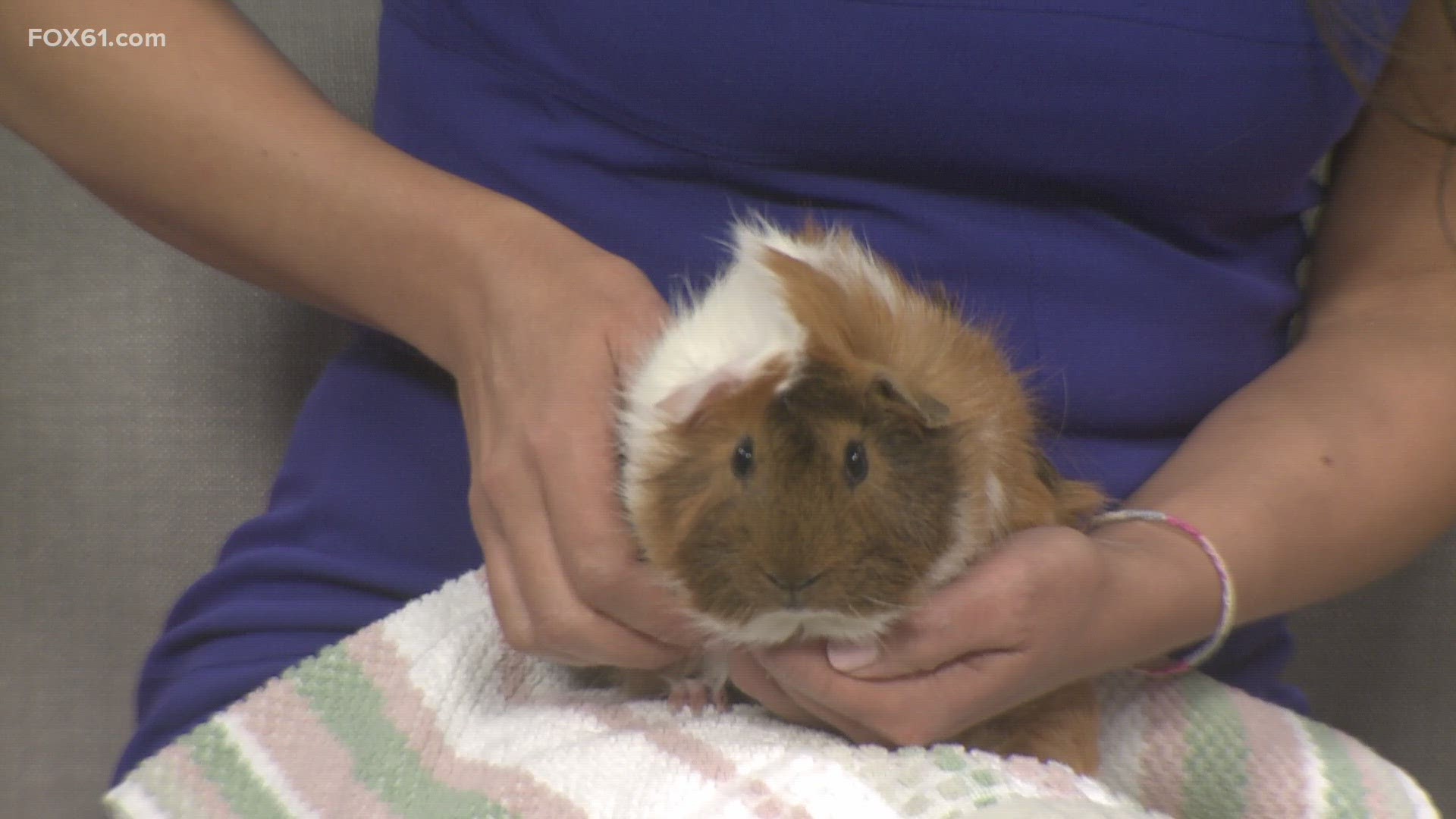 Guinea pigs best sale up for adoption