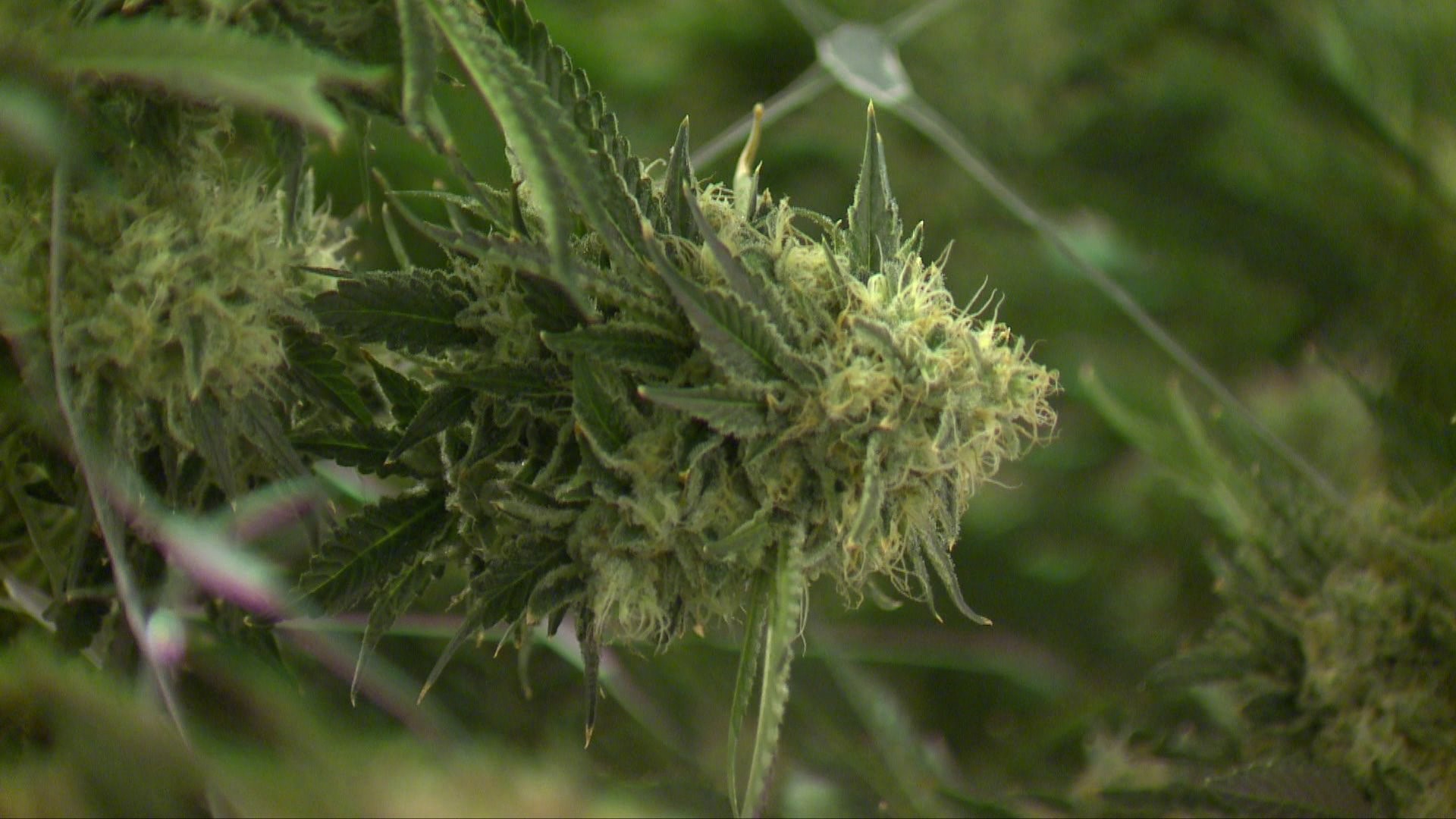 Connecticut prepares for recreational marijuana in Massachusetts