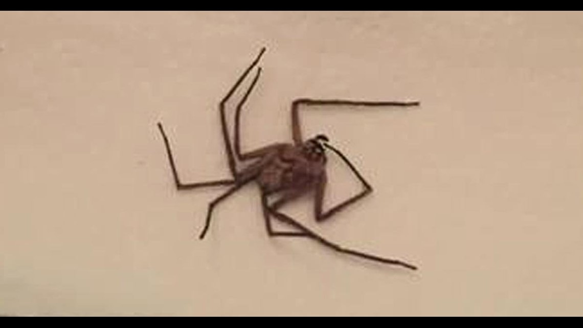 It needs a leash': Mom finds giant spider in toddler's room
