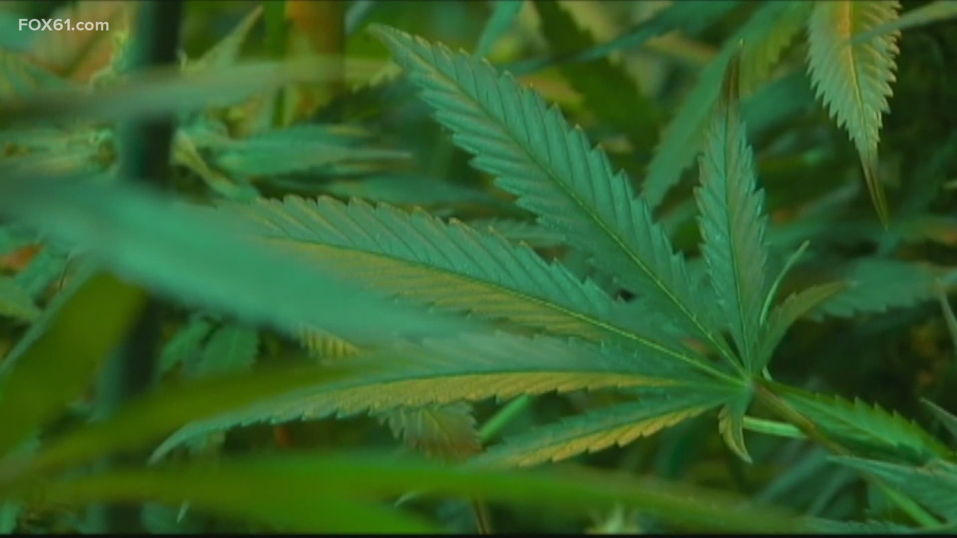 Senate Bill 888 focuses on legalizing and regulating the adult use of marijuana. Under this proposal, legal marijuana sales in the state could begin in mid-2022.