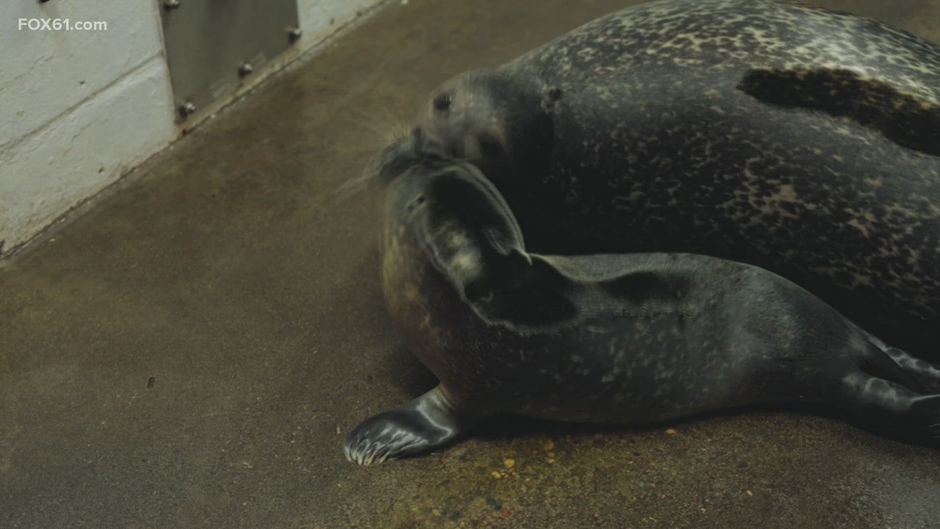 The seal was born to mom "Pearl", who has been at the aquarium for more than a decade. The baby seal has yet to be named.