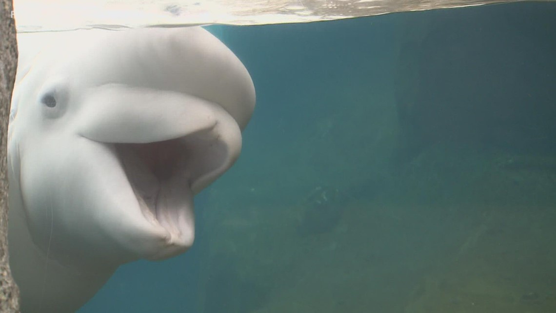 Mystic Aquarium brings the holiday spirit with some help for the ...