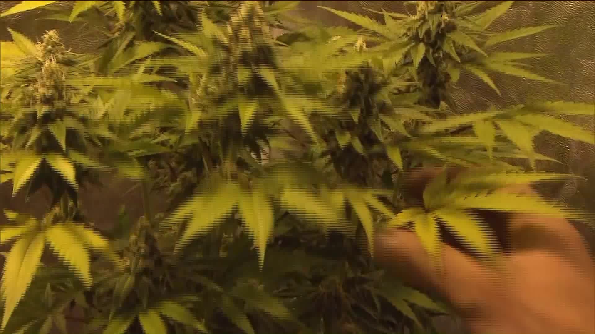 Marijuana vote