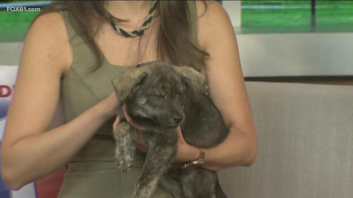 Pet of the Week: Cassidy