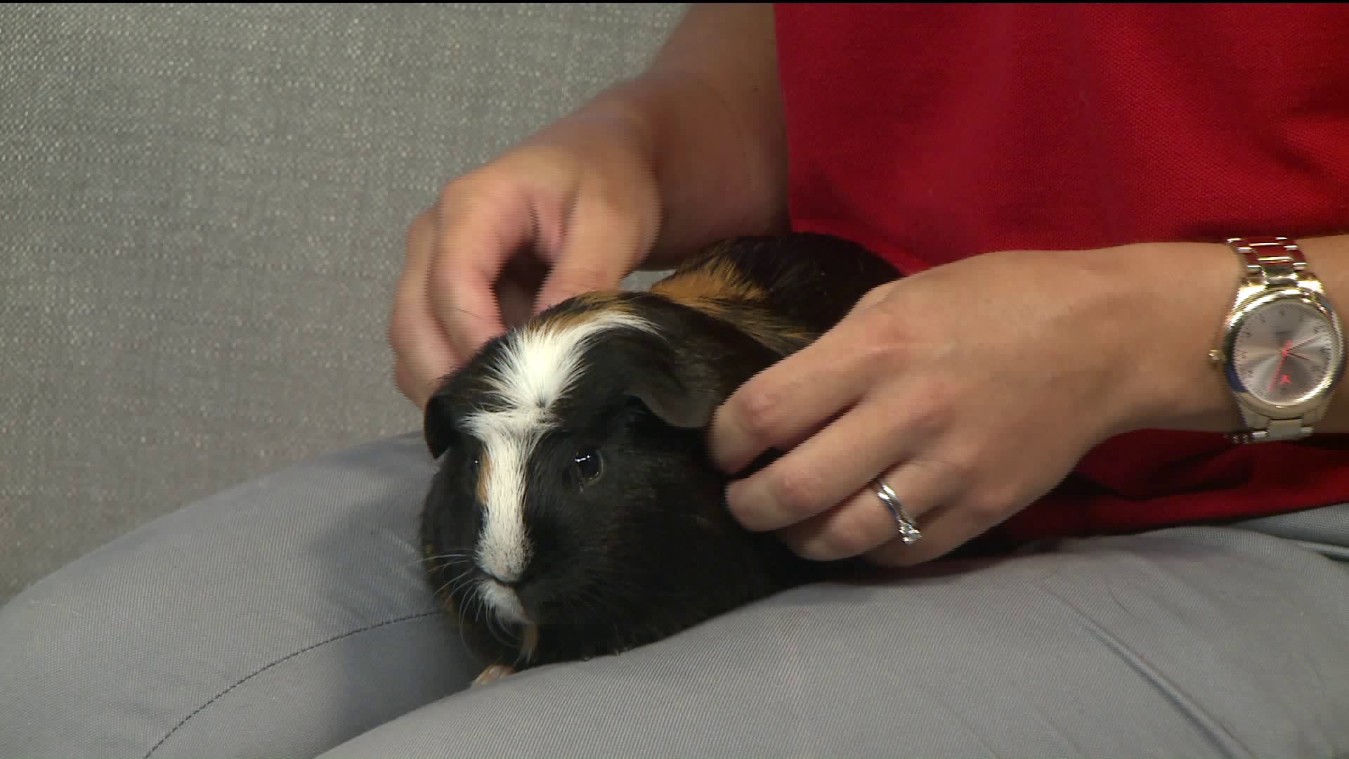 Pet of the Week -  Clifford