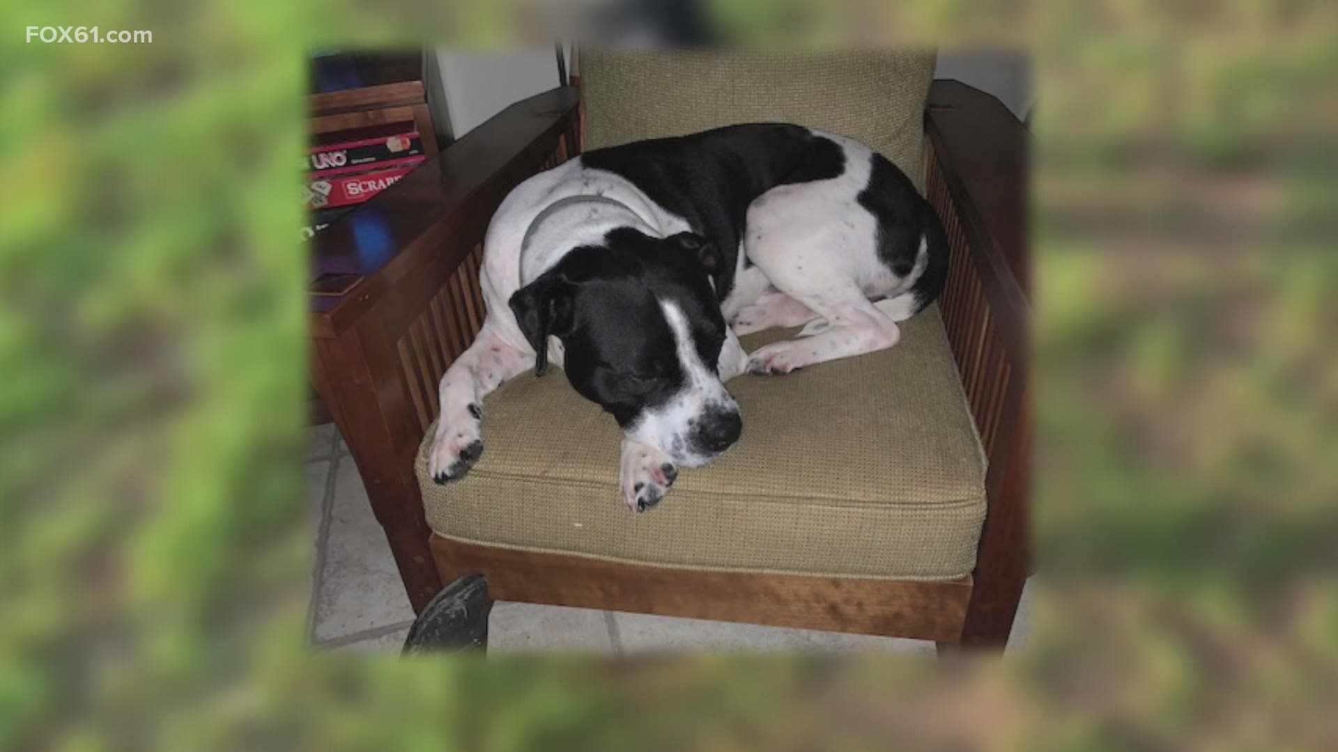 The pit bull named Dexter allegedly attacked a 95-year-old woman at their home on Thrall Avenue.