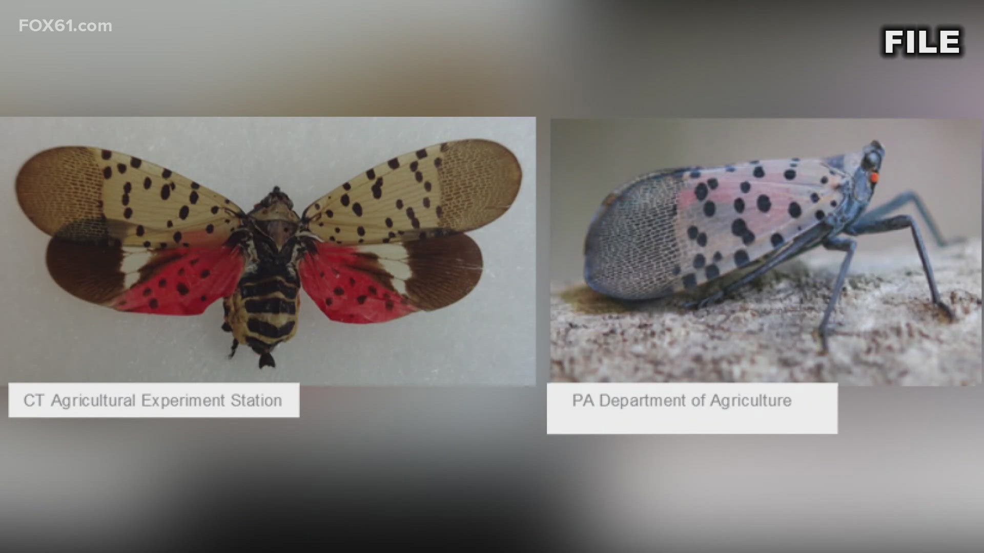 Spotted lanternfly poses threat to CT farms and vineyards | fox61.com