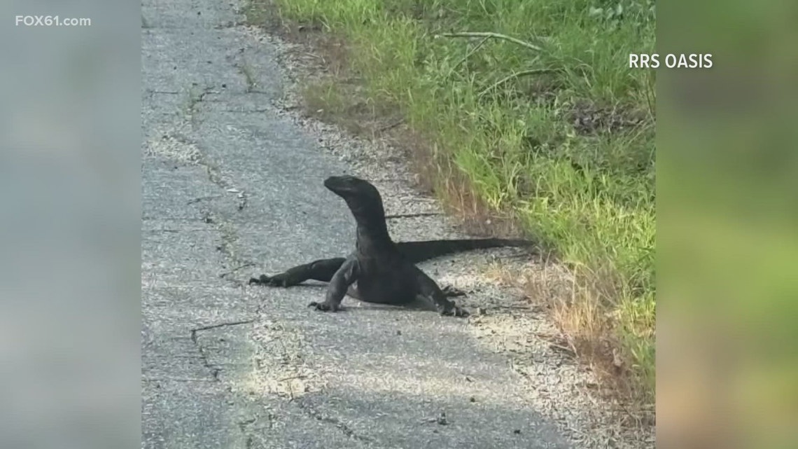 Goose, the water monitor lizard, safely captured after running loose in MA and CT