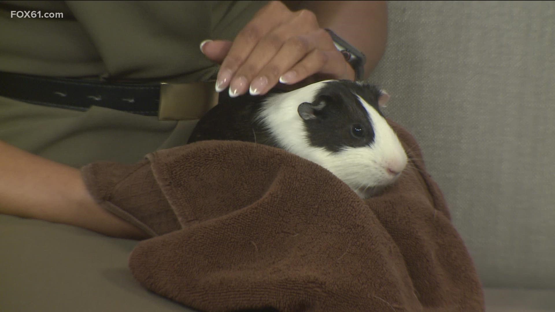 Oreo the Guinea pig hopes to find a forever home. Oreo is adoptable from the Connecticut Humane Society.
