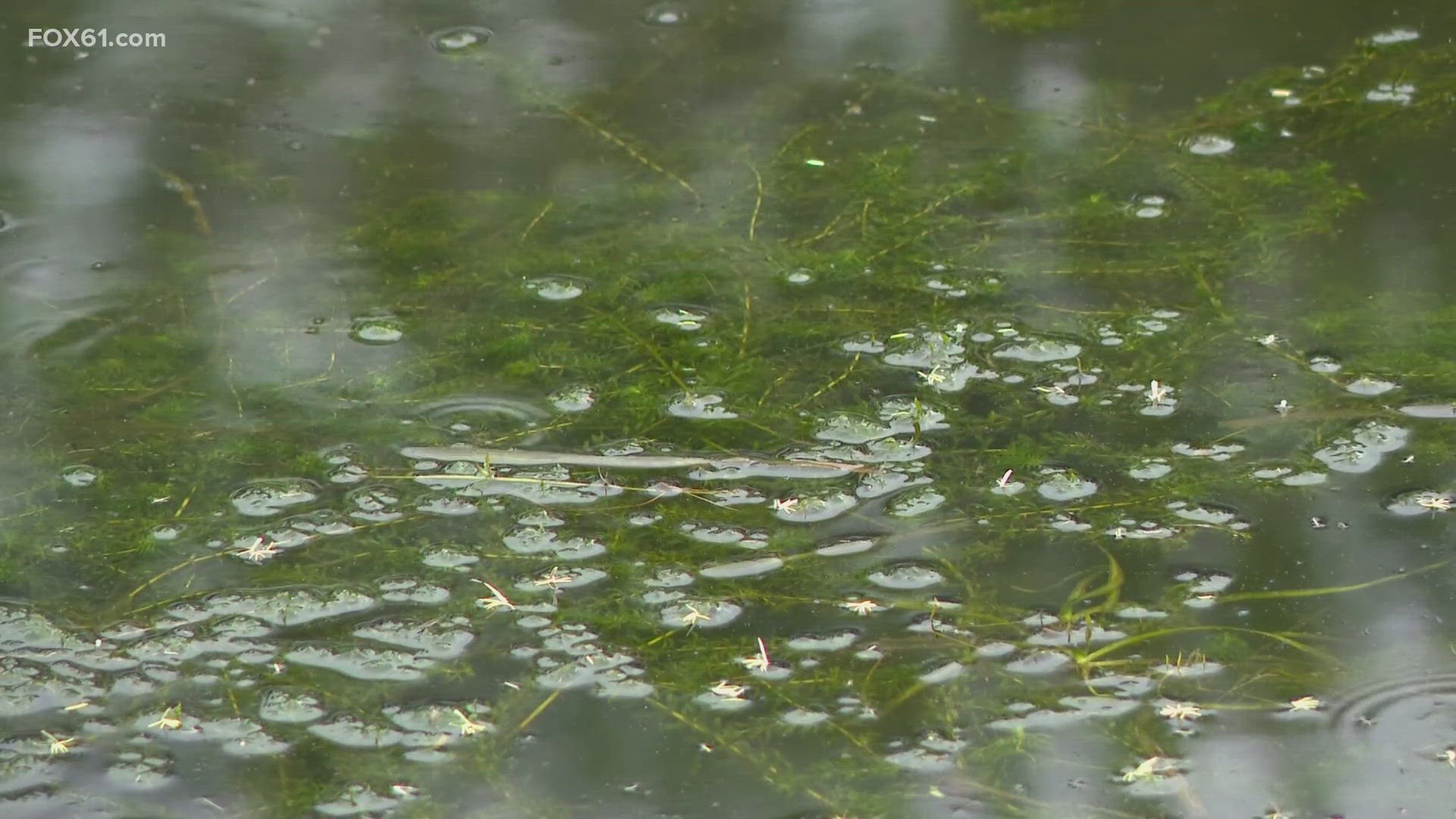 The plant, which spreads rapidly and is not native to Connecticut, has taken hold of marinas and coves in the lower Connecticut River Valley.