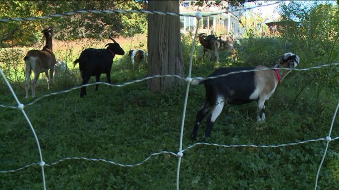 Goats That Eat Poison Ivy, Brush And Weeds