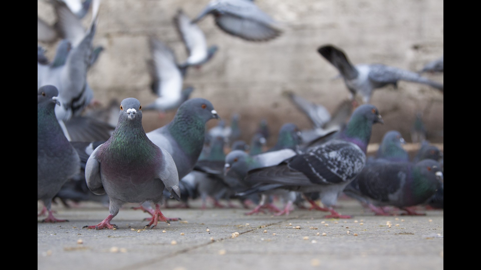 Pigeon poops on lawmaker discussing pigeon poop problem