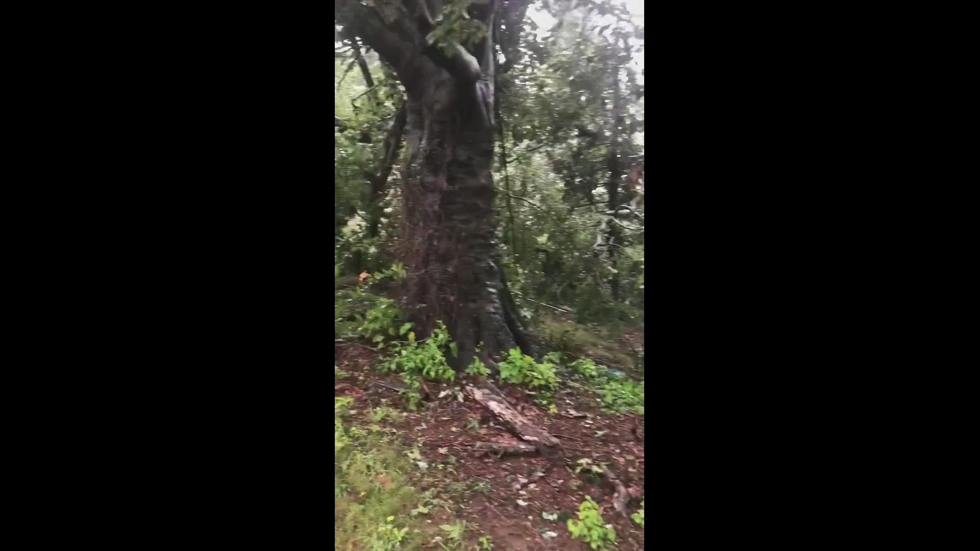 Storms take out several trees in East Windsor, Connecticut.
Credit: Damone Clarke