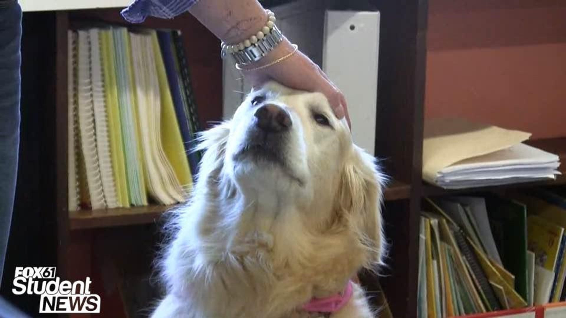 Josie, the therapy dog