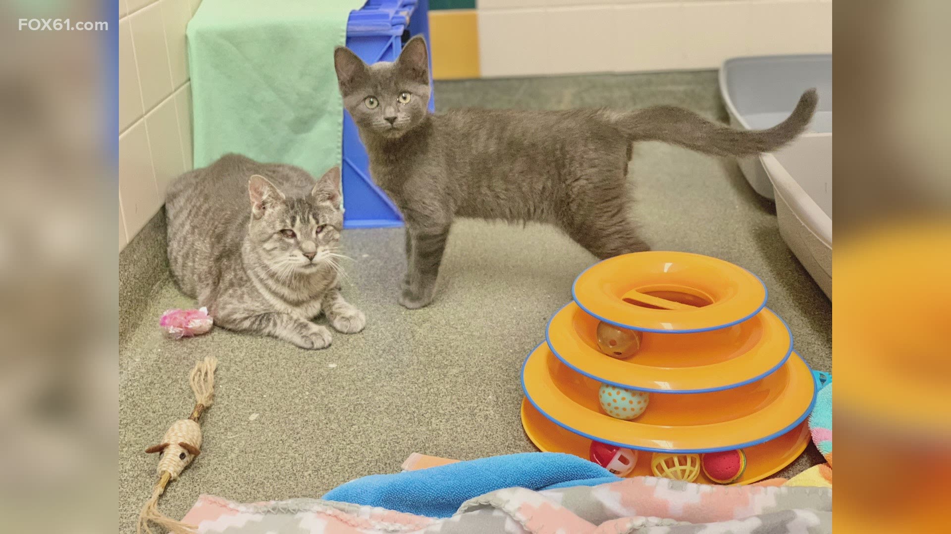 The mother and son pair were rescued from a hoarding situation. Officials at the CT Humane Society are searching for a forever home that will keep them together.