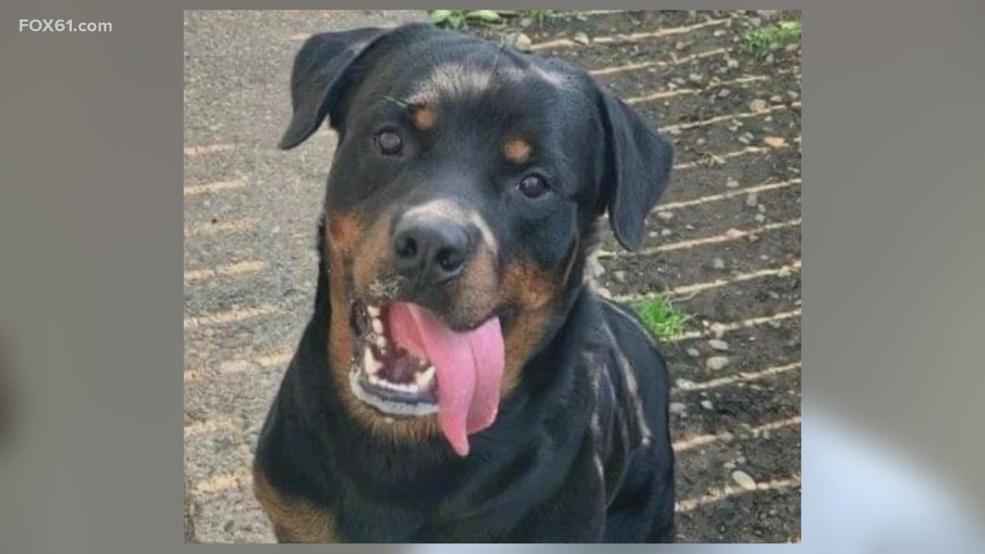Luis Alberto Perez beat his 1-year-old Rottweiler named Grizzly with an aluminum baseball bat and evidence showed it may not have been the first time.
