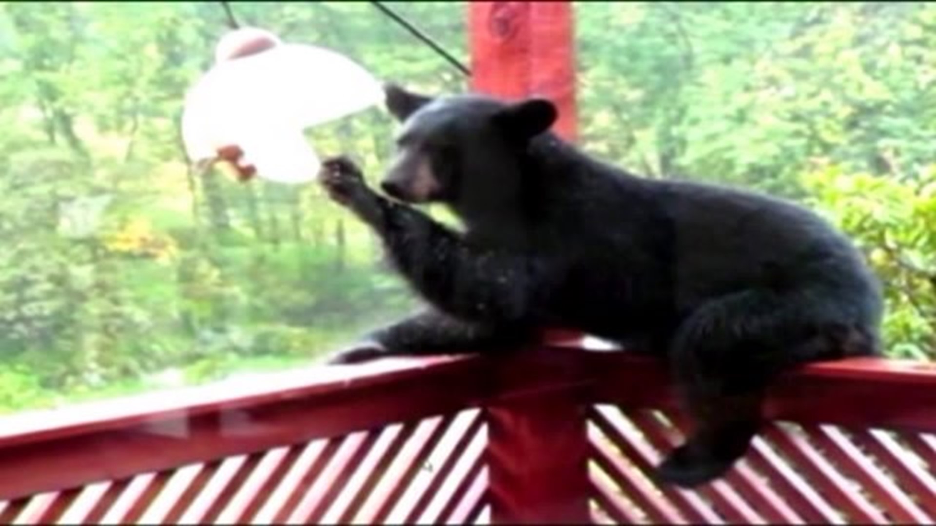 Bear attacks on other animals on the rise