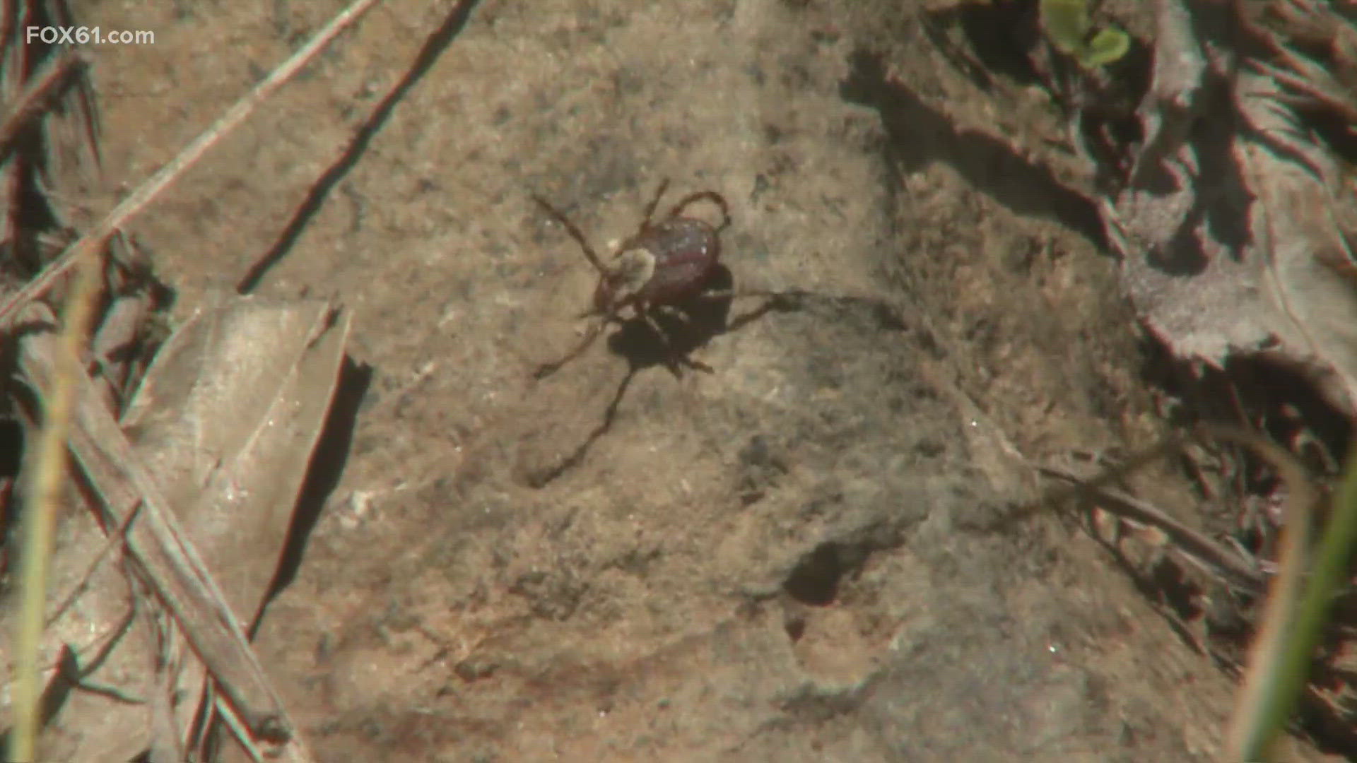 Rare Tick Borne Illness Comes To The Connecticut Photo Inspiration