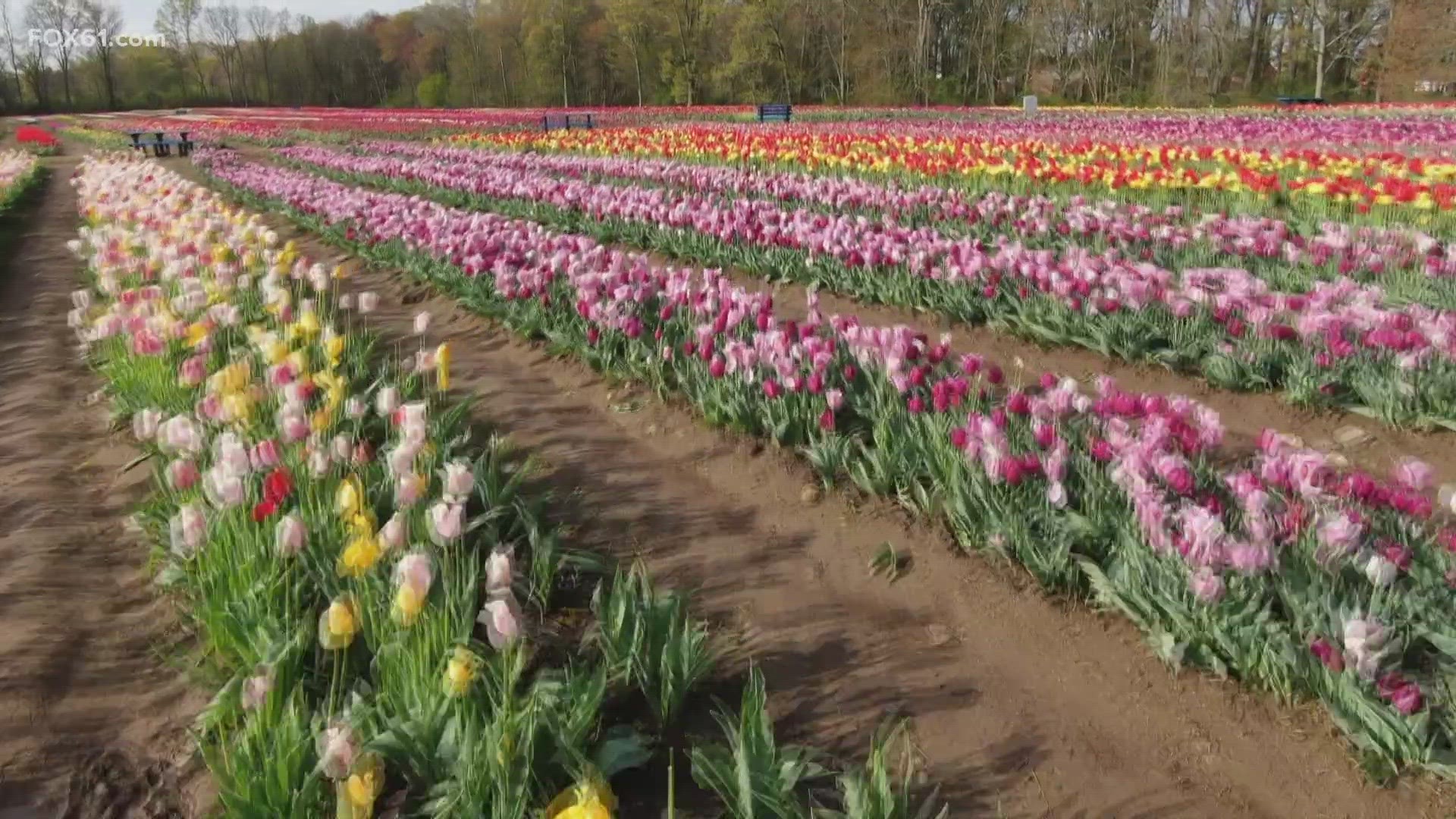 People can pick and purchase tulips for special holidays and for the community.