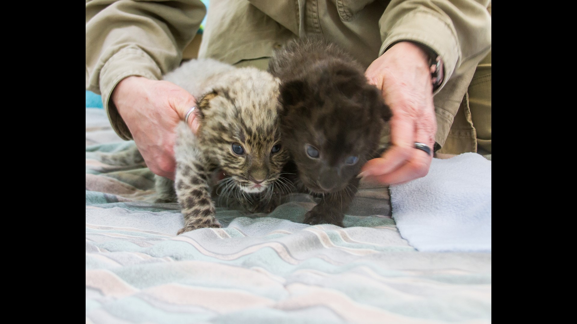 World's Rarest Cats Born At Beardsley Zoo | Fox61com