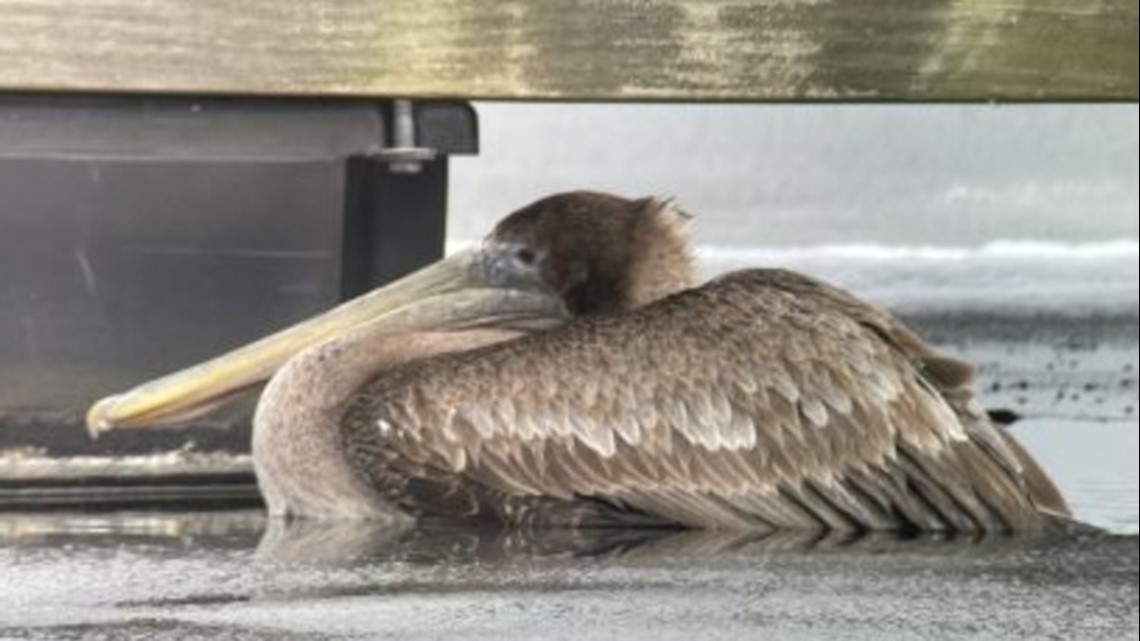 Injured Brown Pelican rescued in Essex - Vimarsana News