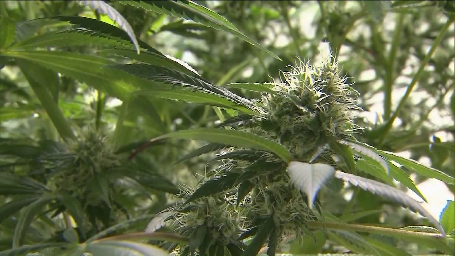 Legalize marijuana news conference
