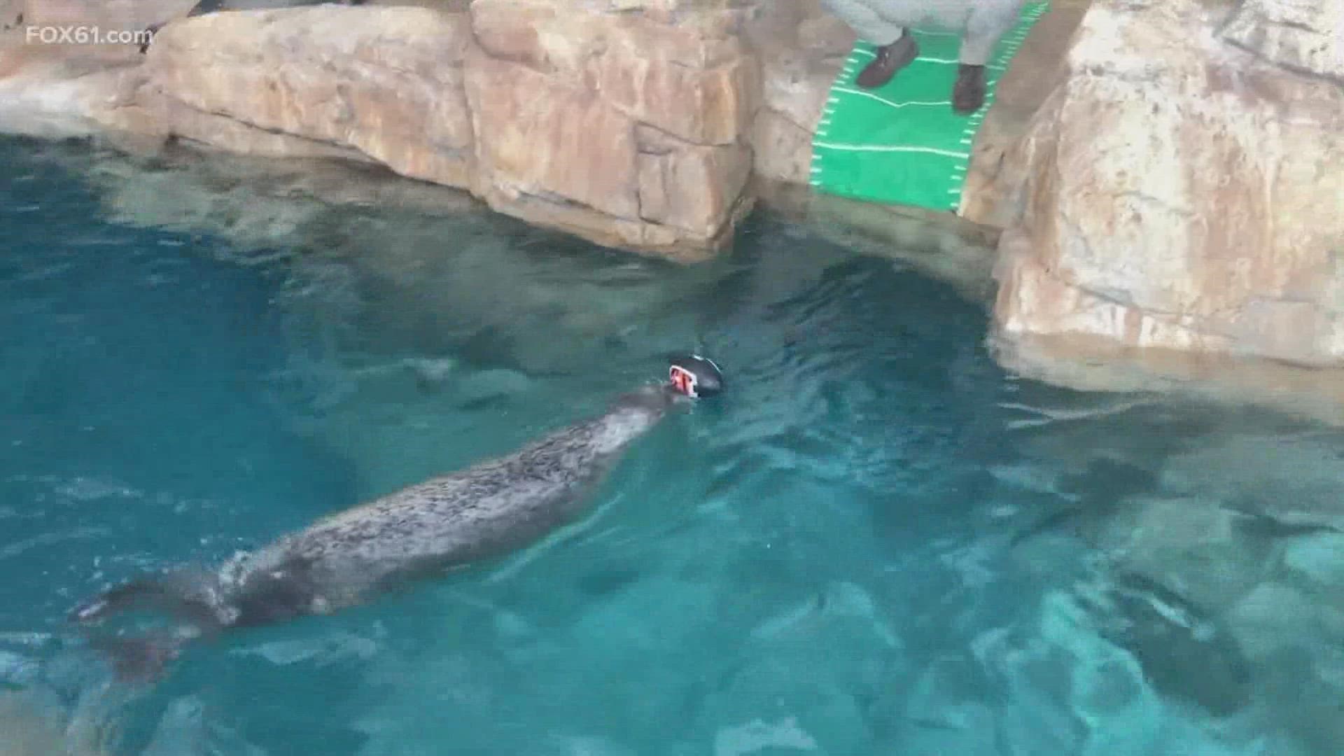 The Maritime Aquarium seal has been accurate four out of the last five years.