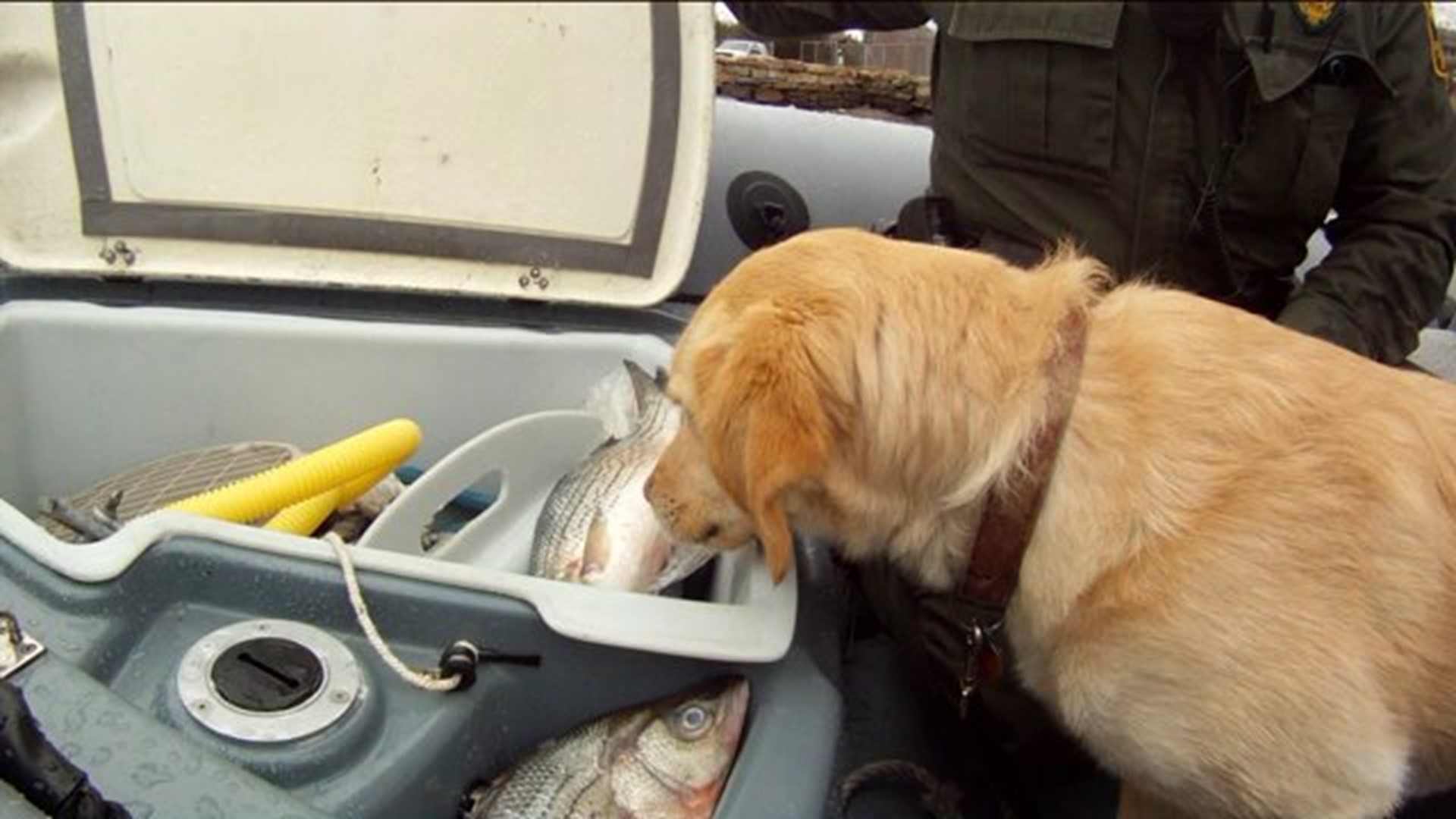 Dogs help sniff out fish for DEEP