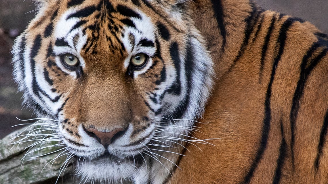 Amur Tiger 'Changbai' returns to Beardsley Zoo | fox61.com