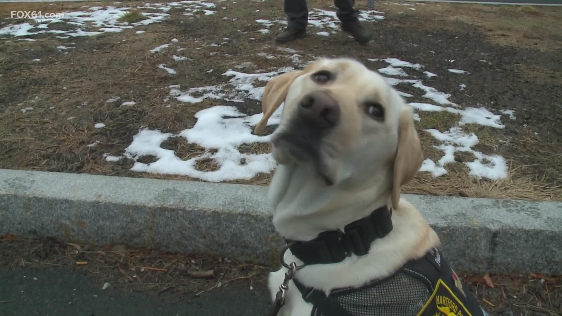 The Hartford Police Department is now one of 12 police departments with comfort dogs. Bristol, Farmington, and Naugatuck are among the latest.