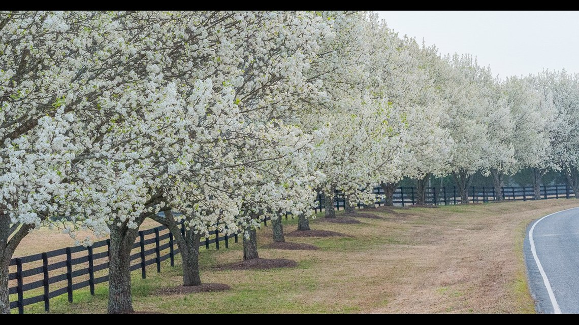 City offers bounty on anyone who cuts down Bradford pear trees