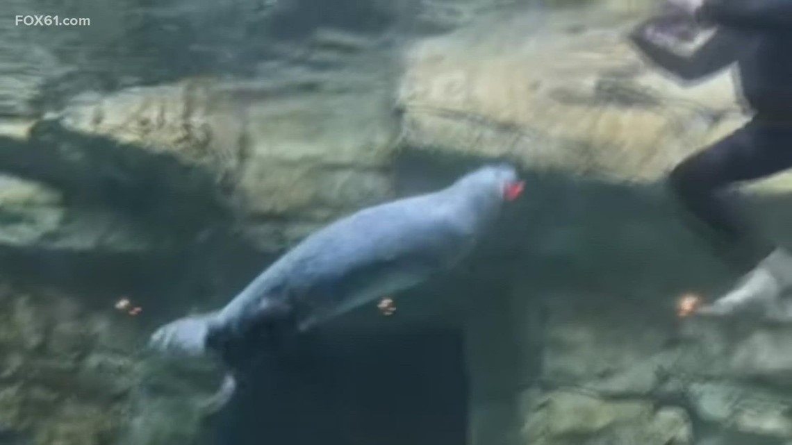Seal at Connecticut aquarium chooses Super Bowl winner