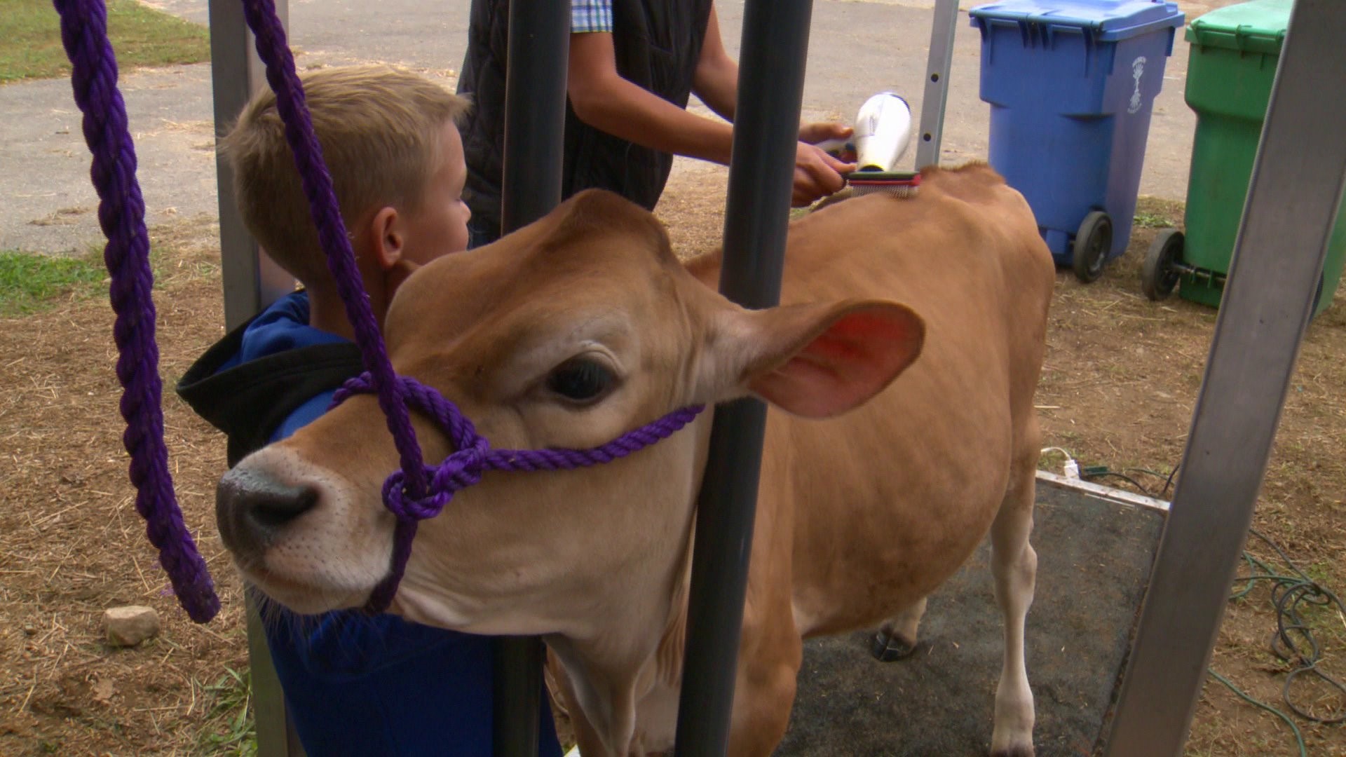 Hebron Fair dairy cow competition