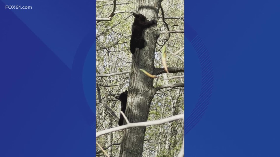 Cubs of mother bear killed in Newtown to be rehabilitated