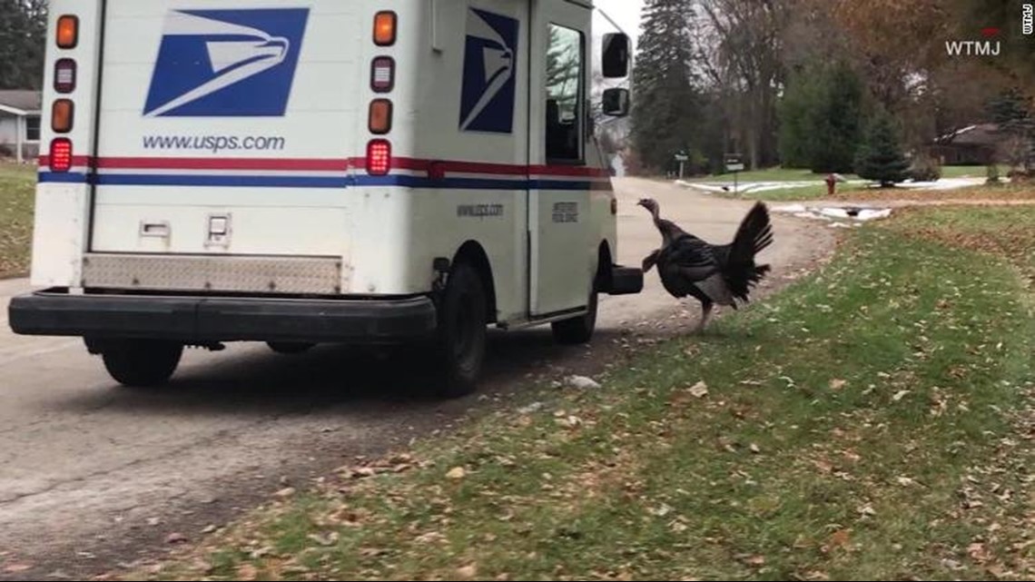 Mailman chased by turkey daily | fox61.com