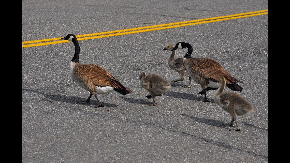 Southington man faces animal cruelty charges after running over geese